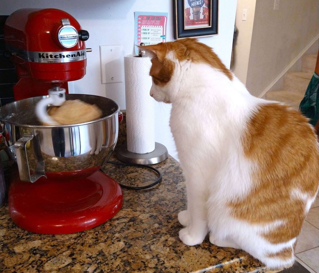 An adult cat sits on the counter watching a KitchenAid mixer knead bread dough